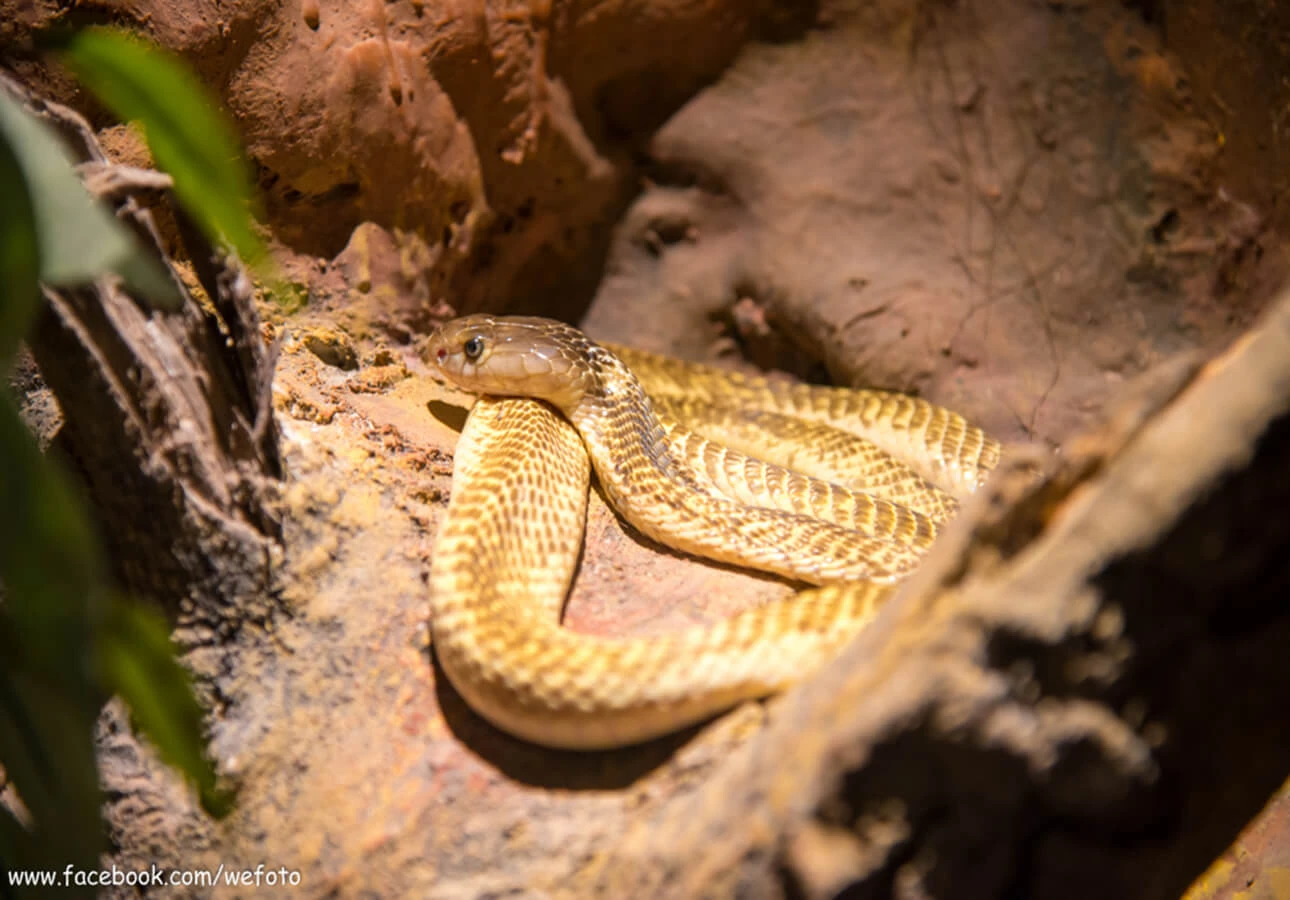 Siam Serpentarium (พิพิธภัณฑ์งู) บัตร ราคา พิเศษ