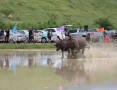 buffalo racing fastival