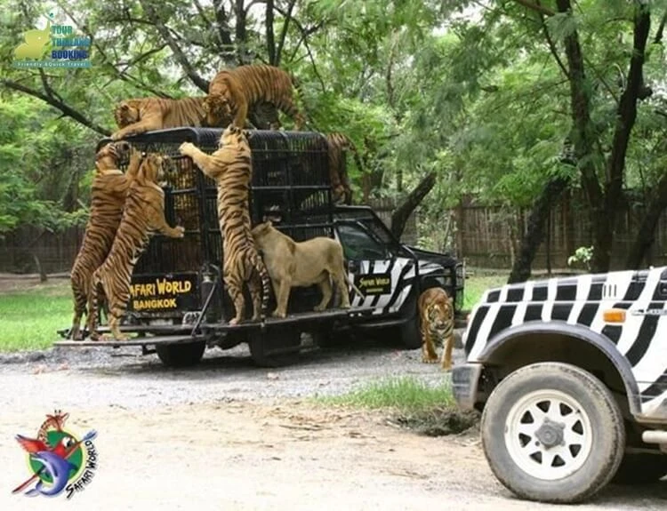 ซาฟารีเวิล์ด นั่งรถดูเสือ