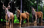chiang mai night safari เชียงใหม่ซาฟารี สวนสัตว์เปิด