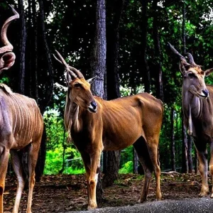 chiang mai night safari เชียงใหม่ซาฟารี สวนสัตว์เปิด
