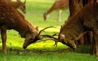 chiang mai night safari เชียงใหม่ซาฟารี สวนสัตว์เปิด