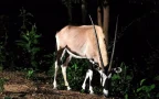 chiang mai night safari เชียงใหม่ซาฟารี สวนสัตว์เปิด