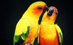 chiang mai night safari เชียงใหม่ซาฟารี สวนสัตว์เปิด นกแก้ว