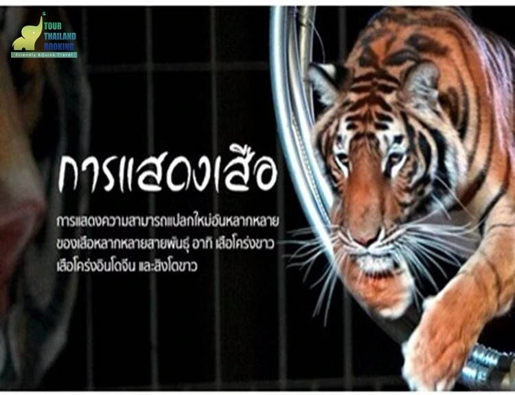 การแสดงเสือ