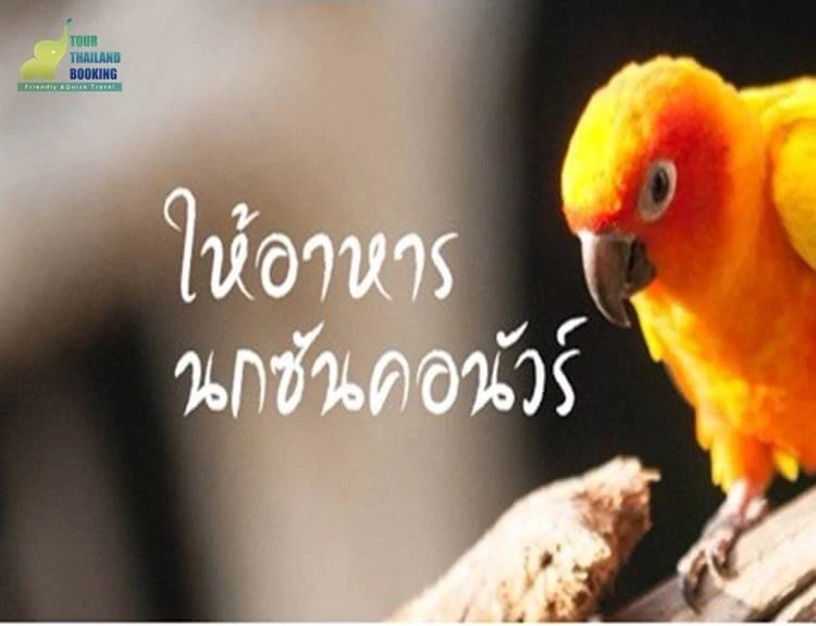 ให้อาหารนกคอนัวร์