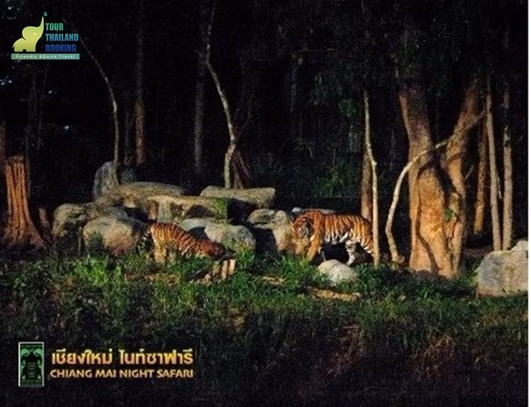 ไนท์ซาฟารี 