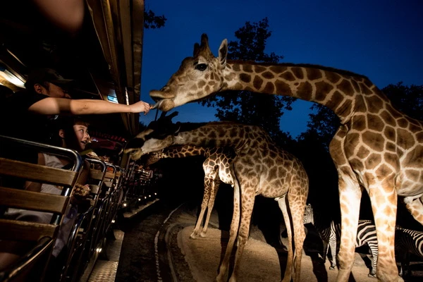ยี่ราฟ Chiang Mai Night Safari