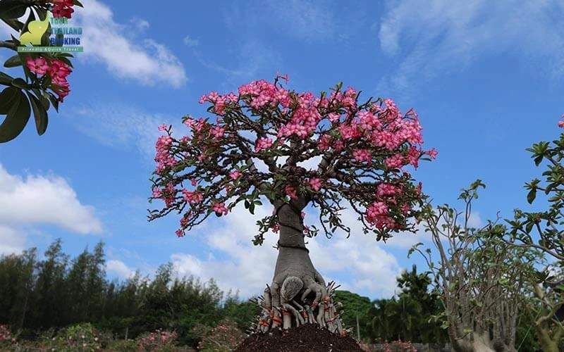 สวนนงนุช พัทยา