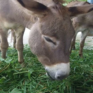 ชมความน่ารักและแสนรู้ของนักล่าแห่งป่า เสือเบงกอล เสือมากมายหลายสายพันธุ์ โชว์จากสัตว์ จระเข้ หมู นกกระจอกเทศ