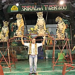 tiger zoo สวนเสือศรีราชา การแสดงเสือ