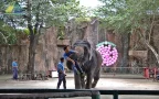 tiger zoo สวนเสือศรีราชา การแสดงช้าง