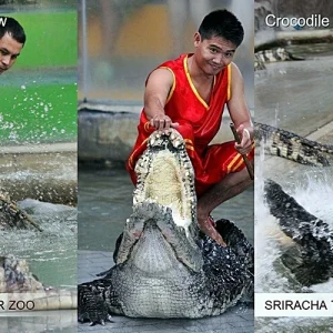 ชมความน่ารัก แสนรู้ของสัตว์ต่างๆที่สวนเสือ ศรีราชา