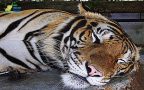 tiger zoo สวนเสือศรีราชา