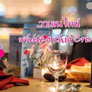 วาเลนไทน์ กัลเรือ ไวท์ออร์คิด