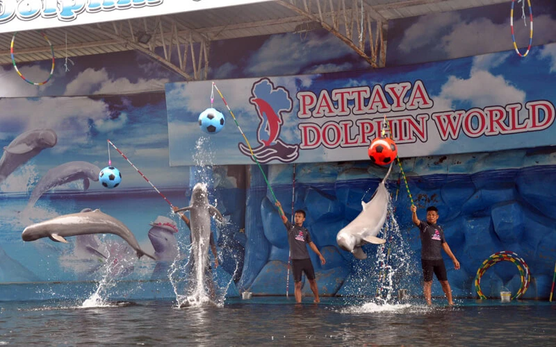 Pattaya Dolphin World; โชว์โลมาพัทยา; พัทยา; Pattaya; ที่เที่ยวในพัทยา;