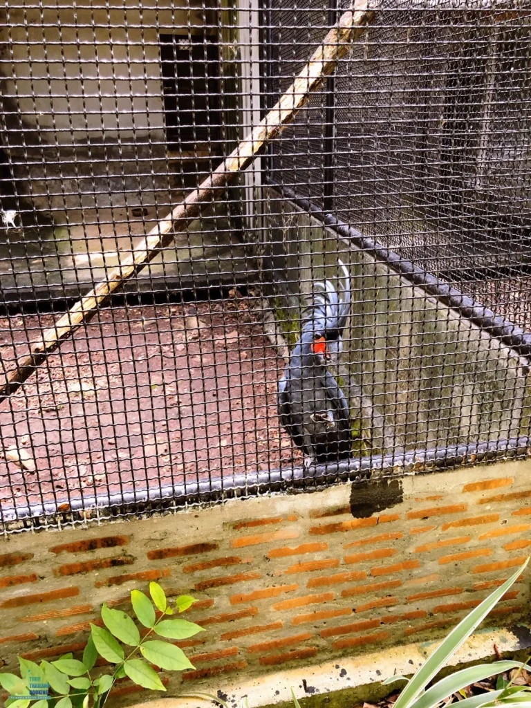นก exotic park เขาใหญ่